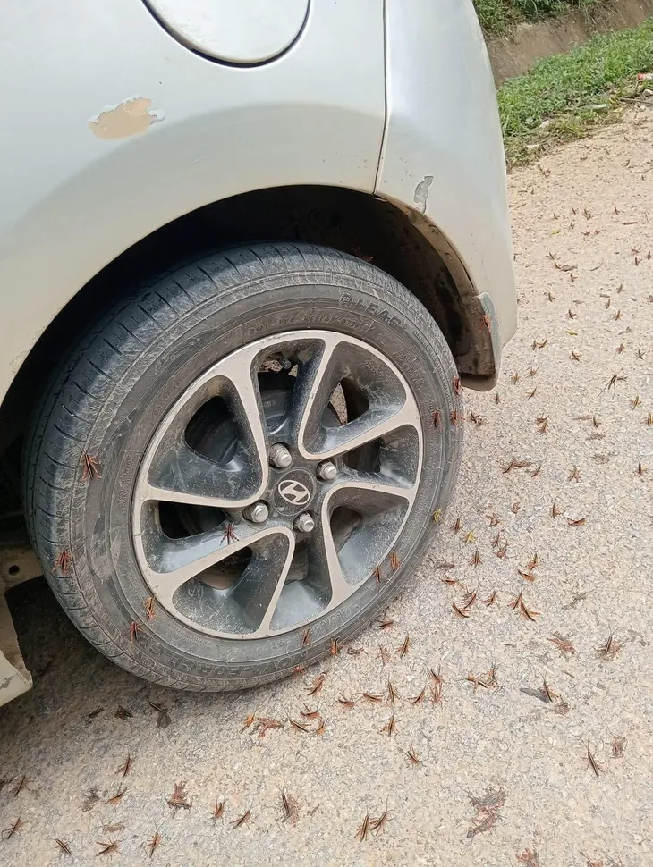 Xôn xao hình ảnh hàng vạn con châu chấu bâu kín tường ngôi trường ở Lang Sơn - Ảnh 3. Xôn xao hình ảnh hàng vạn con châu chấu bâu kín tường ngôi trường ở Lang Sơn - Ảnh 3.
