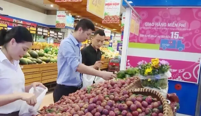 Mận Sơn La cháy hàng, giá cao - Ảnh 3. Mận Sơn La cháy hàng, giá cao - Ảnh 3.