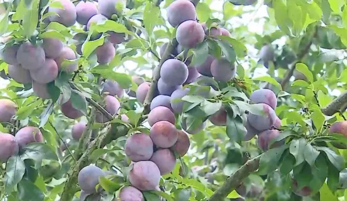 Mận Sơn La cháy hàng, giá cao - Ảnh 2. Mận Sơn La cháy hàng, giá cao - Ảnh 2.