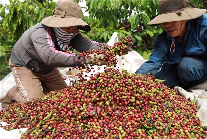 Giá cà phê “rơi” mạnh - Ảnh 1. Giá cà phê “rơi” mạnh - Ảnh 1.