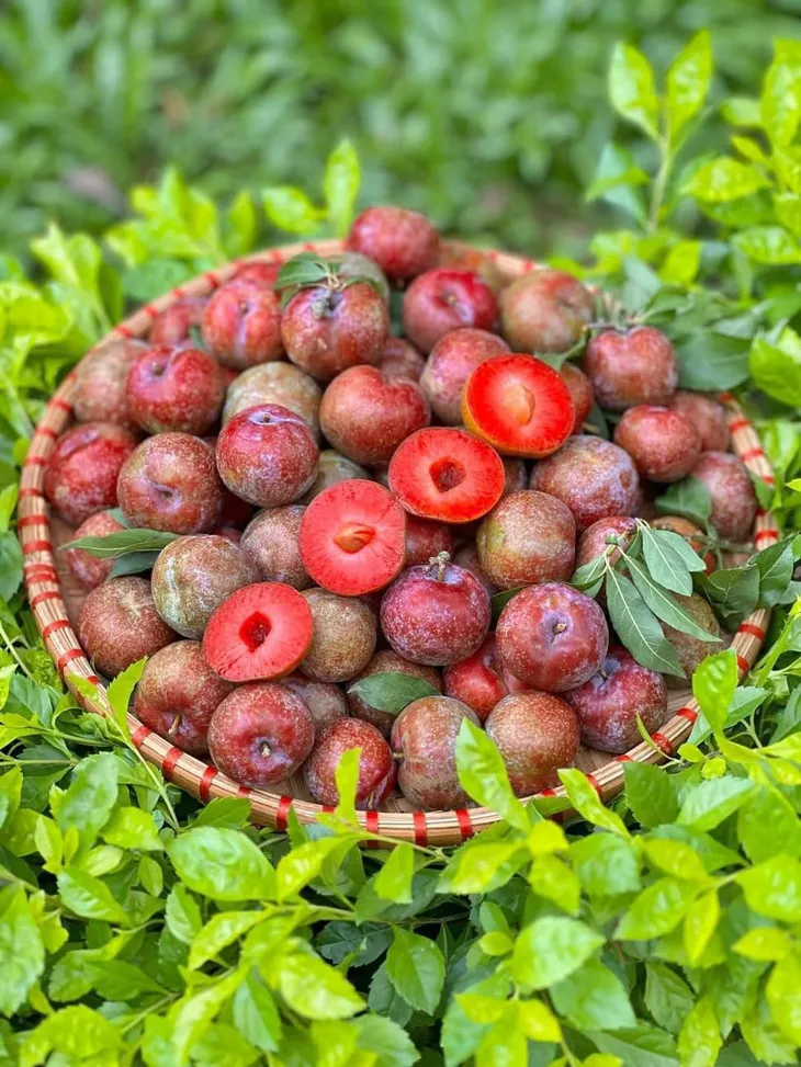 Những lợi ích bất ngờ từ quả mận Bắc - Ảnh 1. Những lợi ích bất ngờ từ quả mận Bắc - Ảnh 1.