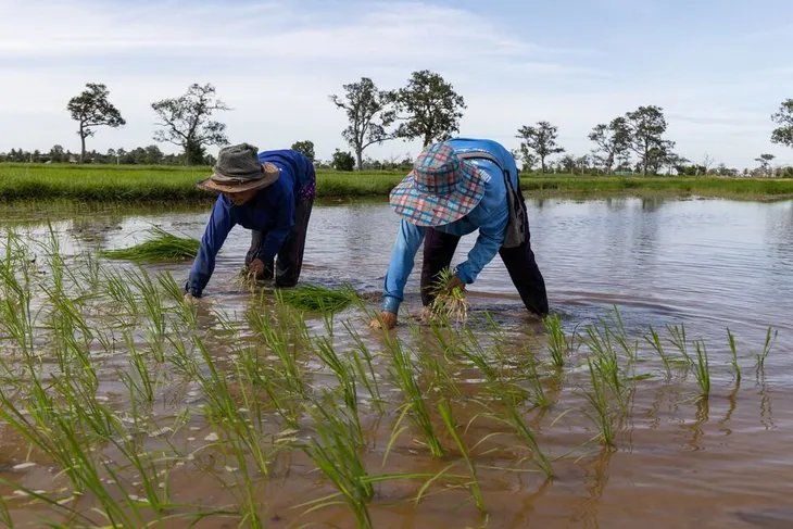 La Nina ảnh hưởng mạnh đến sản xuất nông nghiệp và tỷ lệ lạm phát ở Thái Lan - Ảnh 1. La Nina ảnh hưởng mạnh đến sản xuất nông nghiệp và tỷ lệ lạm phát ở Thái Lan - Ảnh 1.