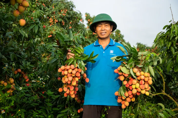 Vải thiều mất mùa: Kẻ khóc - người cười - Ảnh 5.
