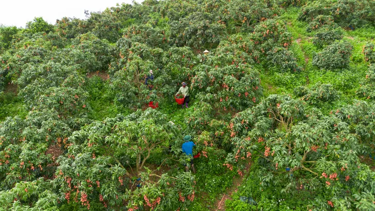 Vải thiều mất mùa: Kẻ khóc - người cười - Ảnh 6.
