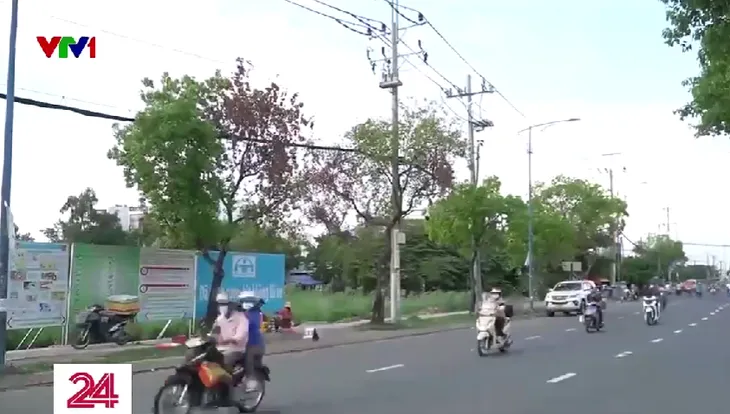 Hàng loạt cây xanh ở TP Hồ Chí Minh chết khô - Ảnh 1. Hàng loạt cây xanh ở TP Hồ Chí Minh chết khô - Ảnh 1.