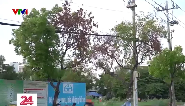 Hàng loạt cây xanh ở TP Hồ Chí Minh chết khô - Ảnh 2. Hàng loạt cây xanh ở TP Hồ Chí Minh chết khô - Ảnh 2.