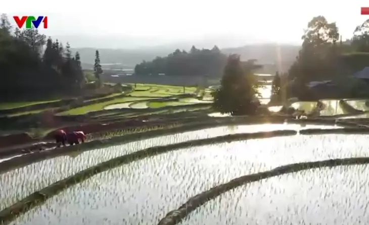 Ruộng bậc thang mùa nước đổ thu hút du khách - Ảnh 1. Ruộng bậc thang mùa nước đổ thu hút du khách - Ảnh 1.