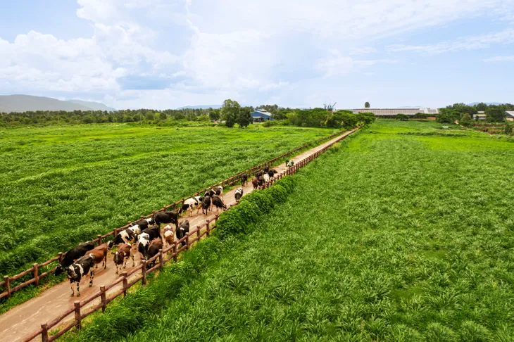 Người nông dân hưởng lợi gì khi doanh nghiệp làm “Net Zero” - Ảnh 1. Người nông dân hưởng lợi gì khi doanh nghiệp làm “Net Zero” - Ảnh 1.