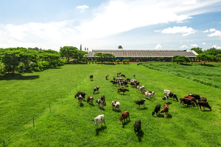 Người nông dân hưởng lợi gì khi doanh nghiệp làm “Net Zero” - Ảnh 6. Người nông dân hưởng lợi gì khi doanh nghiệp làm “Net Zero” - Ảnh 6.