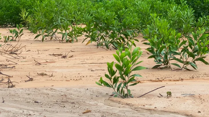Đồng Nai: Người dân chật vật vì đất đỏ tấn công - Ảnh 4.