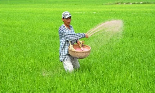 Việt Nam chi gần 682 triệu USD để nhập phân bón - Ảnh 2. Việt Nam chi gần 682 triệu USD để nhập phân bón - Ảnh 2.