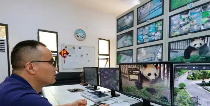 Toàn cảnh nhà mới của gấu trúc Fubao - Ảnh 3. Toàn cảnh nhà mới của gấu trúc Fubao - Ảnh 3.