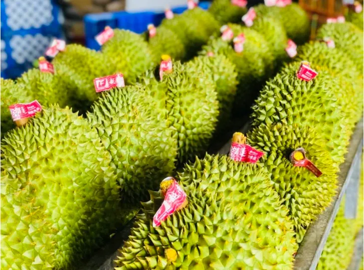 Malaysia xuất khẩu sầu riêng tươi sang Trung Quốc: Thách thức với khâu hậu cần - Ảnh 1. Malaysia xuất khẩu sầu riêng tươi sang Trung Quốc: Thách thức với khâu hậu cần - Ảnh 1.
