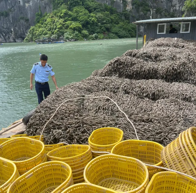 Bắt 1 tàu chở 63 tấn hàu giống không rõ xuất xứ - Ảnh 1. Bắt 1 tàu chở 63 tấn hàu giống không rõ xuất xứ - Ảnh 1.