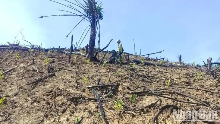 Không để phát sinh thêm điểm nóng phá rừng tại huyện Minh Hóa, Quảng Bình - Ảnh 1.