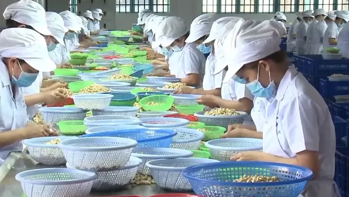 Doanh nghiệp xuất khẩu điều “đứng ngồi không yên” vì thiếu nguyên liệu - Ảnh 2. Doanh nghiệp xuất khẩu điều “đứng ngồi không yên” vì thiếu nguyên liệu - Ảnh 2.