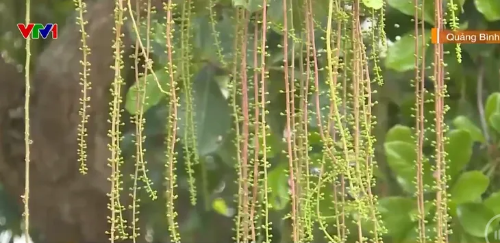 Bảo tồn rừng lộc vừng hàng trăm năm tuổi - Ảnh 2. Bảo tồn rừng lộc vừng hàng trăm năm tuổi - Ảnh 2.