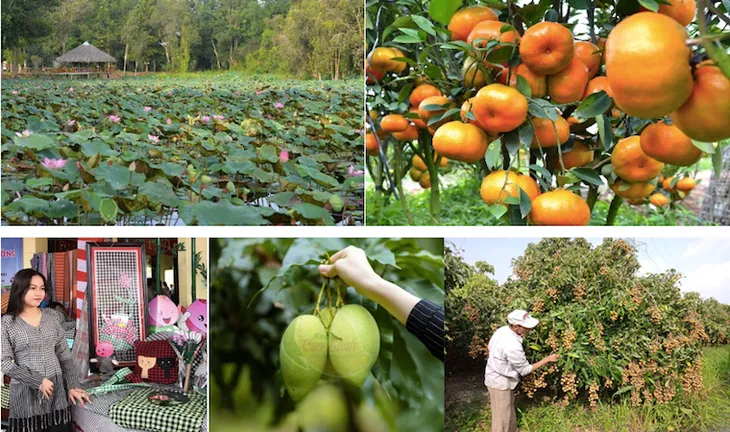 Đồng Tháp đẩy mạnh phát triển du lịch cộng đồng - Ảnh 1. Đồng Tháp đẩy mạnh phát triển du lịch cộng đồng - Ảnh 1.