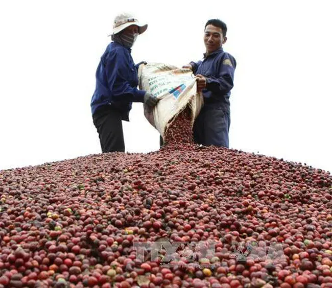 Tại sao giá cà phê đang ở mức cao nhất trong nửa thế kỷ? - Ảnh 1.