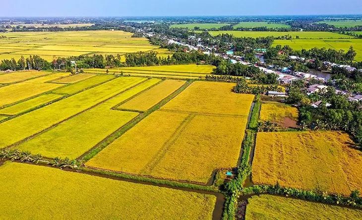 Trồng lúa giảm phát thải, nông dân trúng đậm - Ảnh 1. Trồng lúa giảm phát thải, nông dân trúng đậm - Ảnh 1.