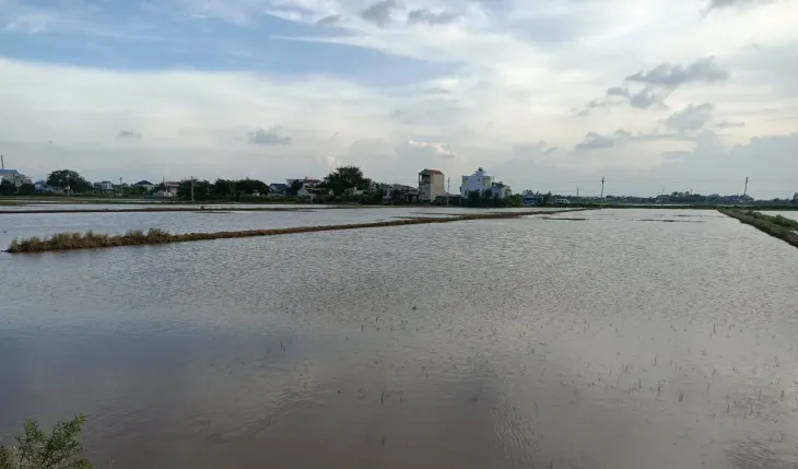Nam Định, Ninh Bình mưa lớn gây ngập úng gần 50.000 ha lúa mùa - Ảnh 3. Nam Định, Ninh Bình mưa lớn gây ngập úng gần 50.000 ha lúa mùa - Ảnh 3.