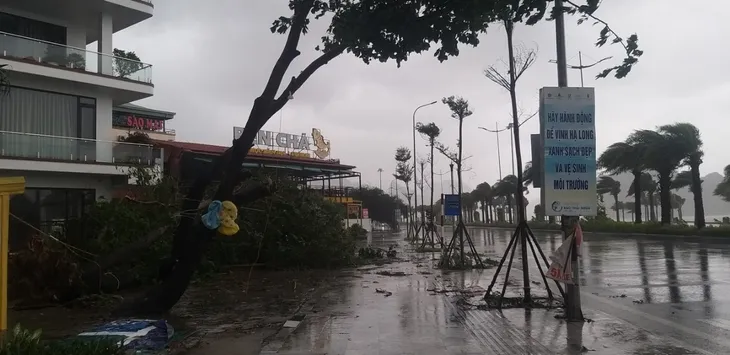 Bão số 2 đổ bộ Quảng Ninh, gió lớn làm đổ nhiều cây - Ảnh 10. Bão số 2 đổ bộ Quảng Ninh, gió lớn làm đổ nhiều cây - Ảnh 10.