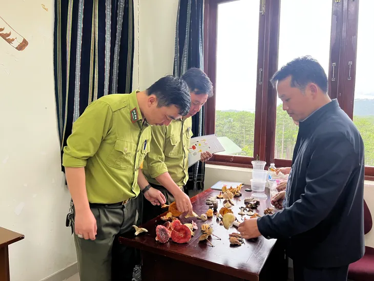 Độc đáo tour du lịch tìm hiểu nấm tại Vườn quốc gia Bidoup Núi Bà - Ảnh 7. Độc đáo tour du lịch tìm hiểu nấm tại Vườn quốc gia Bidoup Núi Bà - Ảnh 7.