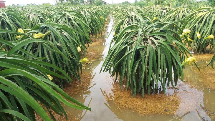 Thanh long được mùa nhưng rớt giá mạnh - Ảnh 1. Thanh long được mùa nhưng rớt giá mạnh - Ảnh 1.