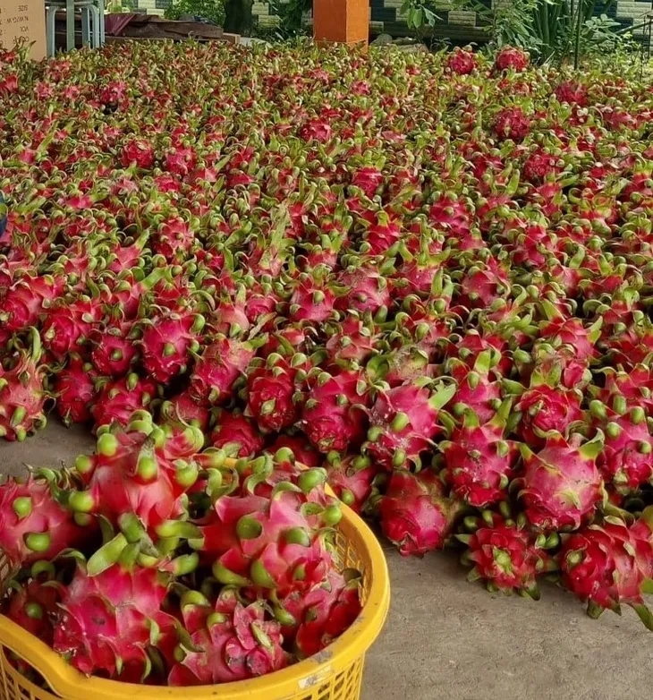 Châu Âu kiểm soát chặt hơn một số nông sản Việt - Ảnh 1. Châu Âu kiểm soát chặt hơn một số nông sản Việt - Ảnh 1.