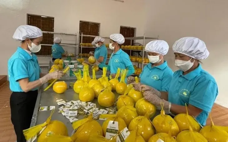 Tiềm năng xuất khẩu trái bưởi vào Hàn Quốc - Ảnh 1. Tiềm năng xuất khẩu trái bưởi vào Hàn Quốc - Ảnh 1.