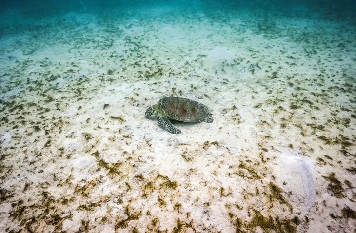 Đại dương nóng nhất trong 400 năm khiến rạn san hô Great Barrier “ngày càng dễ bị tổn thương” - Ảnh 1. Đại dương nóng nhất trong 400 năm khiến rạn san hô Great Barrier “ngày càng dễ bị tổn thương” - Ảnh 1.