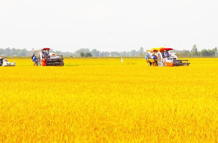 Agribank cung ứng vốn tín dụng phát triển 1 triệu héc-ta lúa chất lượng cao - Ảnh 2.