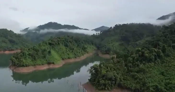 Bảo vệ rừng lim quý vùng biên giới - Ảnh 1. Bảo vệ rừng lim quý vùng biên giới - Ảnh 1.