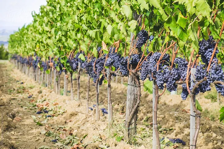 Italy thu hoạch nho sớm do nắng nóng - Ảnh 1. Italy thu hoạch nho sớm do nắng nóng - Ảnh 1.