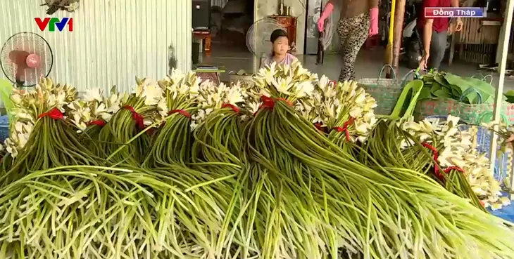 Trồng bông súng mùa nước nổi - Ảnh 1. Trồng bông súng mùa nước nổi - Ảnh 1.