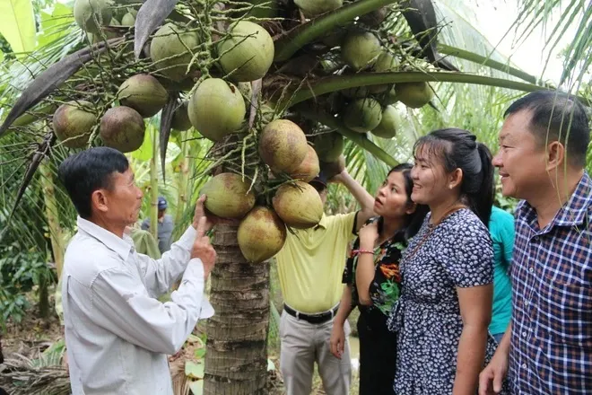 Ghé thăm thủ phủ dừa sáp Trà Vinh - Ảnh 1. Ghé thăm thủ phủ dừa sáp Trà Vinh - Ảnh 1.