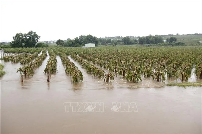 Ngập lụt ở Bình Thuận: Không phải do hồ Đu Đủ xả nước - Ảnh 2. Ngập lụt ở Bình Thuận: Không phải do hồ Đu Đủ xả nước - Ảnh 2.