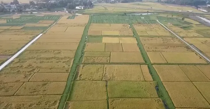 Nông dân Bắc Trung Bộ  gặt lúa chạy bão - Ảnh 4.