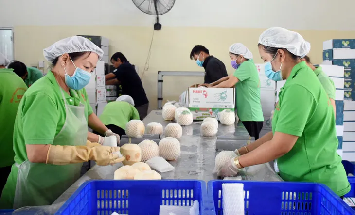 Dừa Việt xuất Trung Quốc sẽ đem về gần 400 triệu USD mỗi năm - Ảnh 3. Dừa Việt xuất Trung Quốc sẽ đem về gần 400 triệu USD mỗi năm - Ảnh 3.
