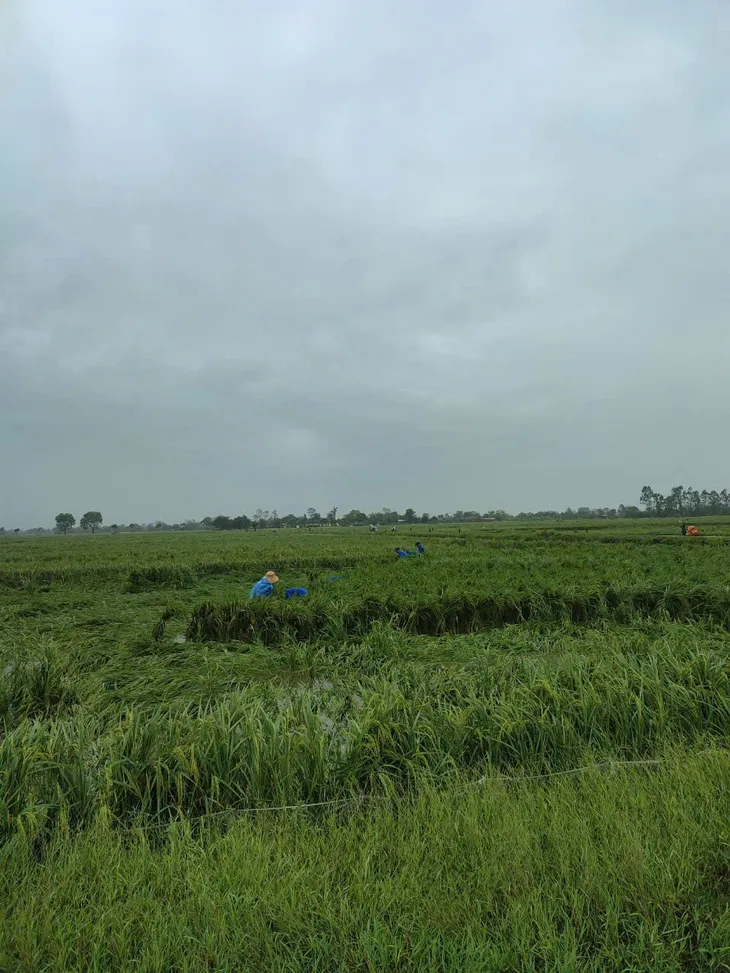Hà Nội: Đoàn viên, thanh niên xuống đồng “cứu lúa” giúp dân - Ảnh 8. Hà Nội: Đoàn viên, thanh niên xuống đồng “cứu lúa” giúp dân - Ảnh 8.