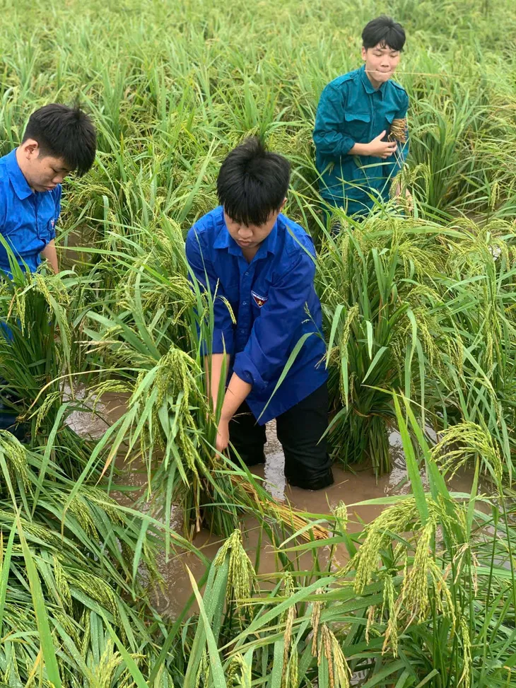 Hà Nội: Đoàn viên, thanh niên xuống đồng “cứu lúa” giúp dân - Ảnh 1. Hà Nội: Đoàn viên, thanh niên xuống đồng “cứu lúa” giúp dân - Ảnh 1.