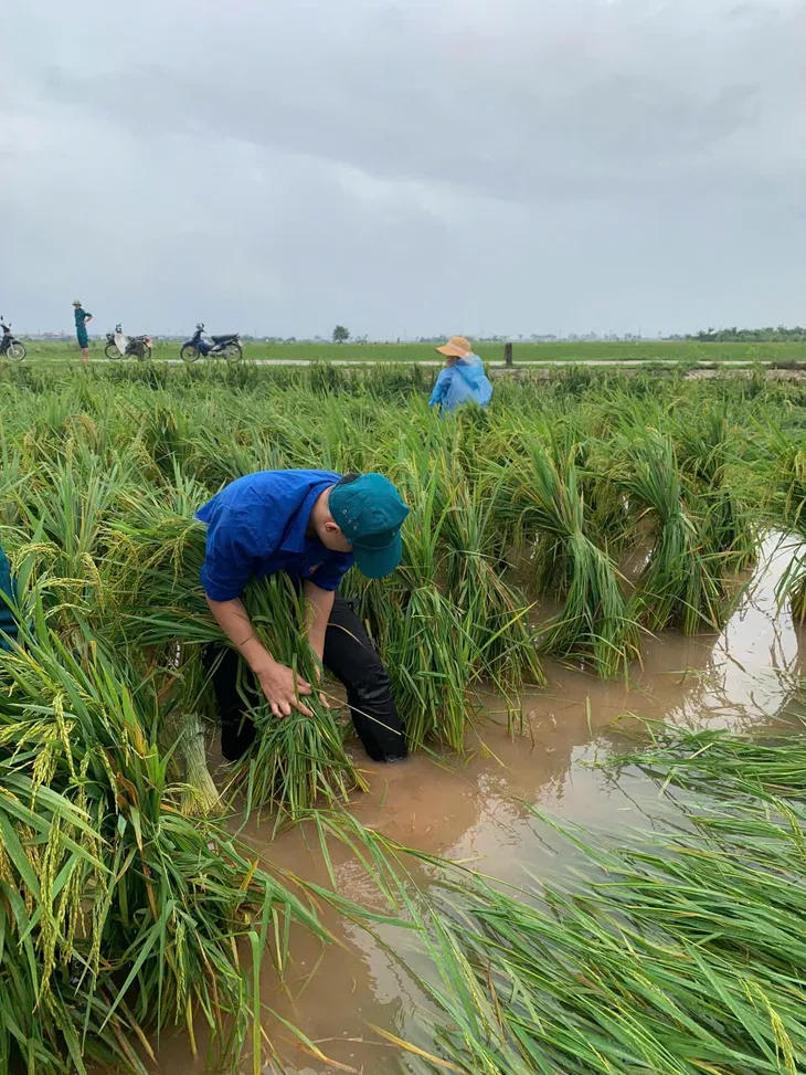 Hà Nội: Đoàn viên, thanh niên xuống đồng “cứu lúa” giúp dân - Ảnh 2. Hà Nội: Đoàn viên, thanh niên xuống đồng “cứu lúa” giúp dân - Ảnh 2.