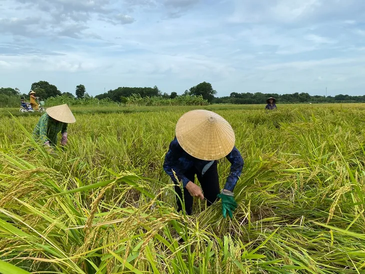 Nông dân Thanh Hóa khẩn trương thu hoạch lúa sau bão số 3 - Ảnh 1.