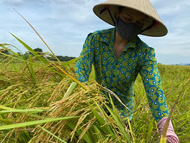 Nông dân Thanh Hóa khẩn trương thu hoạch lúa sau bão số 3 - Ảnh 2.