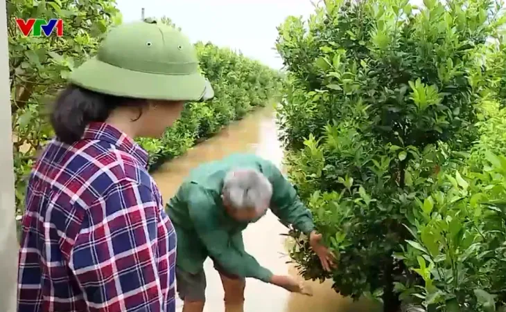 Hàng chục nghìn cây cảnh tại bãi sông Hồng chìm trong biển nước - Ảnh 1. Hàng chục nghìn cây cảnh tại bãi sông Hồng chìm trong biển nước - Ảnh 1.