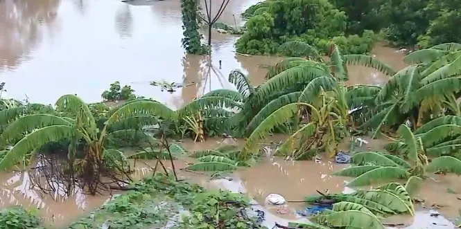 Nông dân “trắng tay” sau mưa bão - Ảnh 1. Nông dân “trắng tay” sau mưa bão - Ảnh 1.