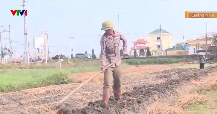 Nông dân bắt tay vào sản xuất sau bão - Ảnh 1. Nông dân bắt tay vào sản xuất sau bão - Ảnh 1.