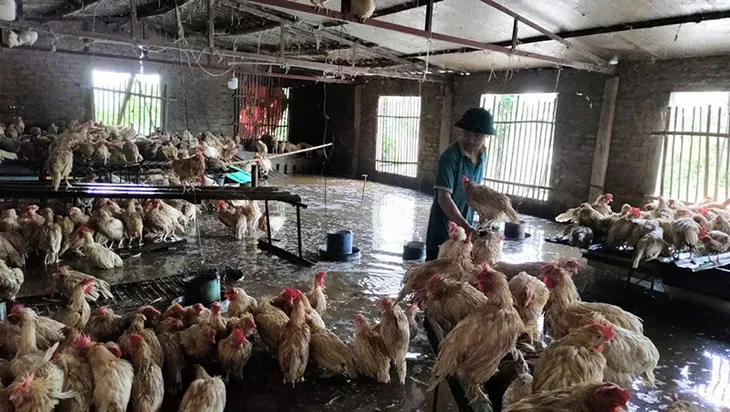 Khẩn trương khôi phục đàn gia súc, gia cầm sau bão lũ - Ảnh 1. Khẩn trương khôi phục đàn gia súc, gia cầm sau bão lũ - Ảnh 1.
