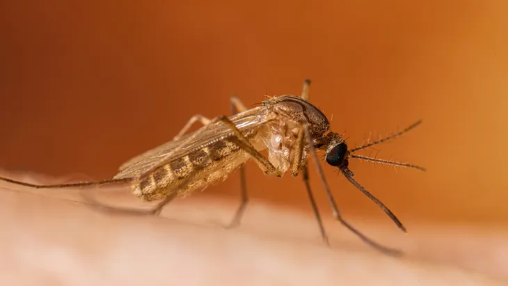 Virus Tây sông Nile tấn công Tây Ban Nha - Ảnh 1. Virus Tây sông Nile tấn công Tây Ban Nha - Ảnh 1.