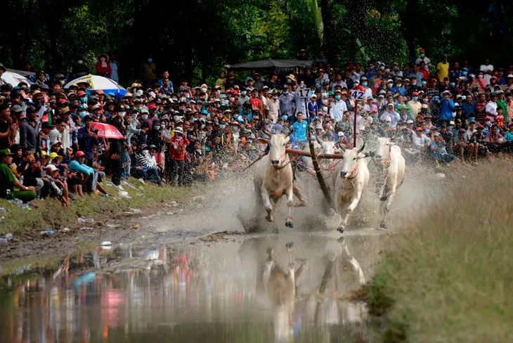 An Giang tổ chức Hội đua bò Bảy Núi - Ảnh 2. An Giang tổ chức Hội đua bò Bảy Núi - Ảnh 2.